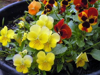 Pansies
